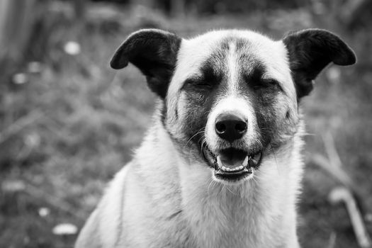 Black and white picture of a dog with a relaxed expression