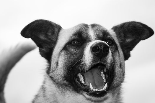 Nice black and white picture of a exciting dog 