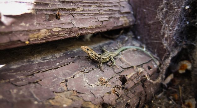 A small lizard scurries into a window well to escape detection.