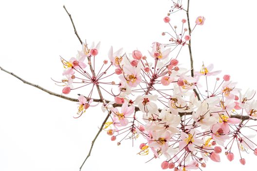 Branch of pink flower isolated on white background