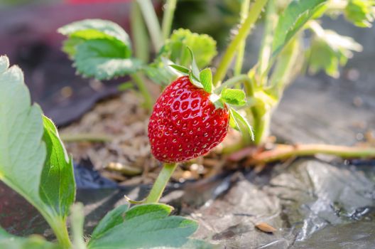 fresh Strawberry plants already ripe to harvest