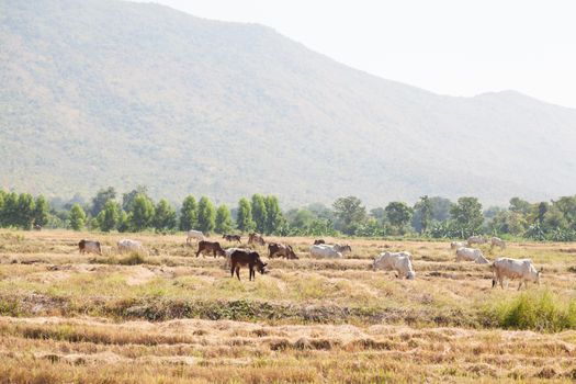 Cattle feeding grass. Livestock farming area near the mountains.