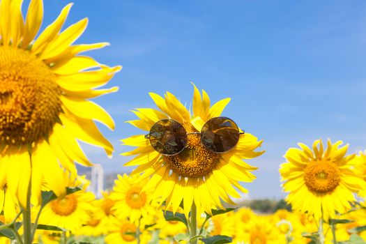 Glasses with sunflowers. Clear sky cleared in sunflower field.