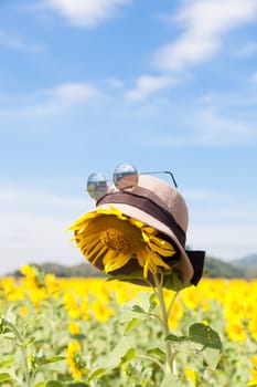 Wear a hat and sunglasses for sunflower. Holiday vacations in the sunflower sunflower fields in full bloom.