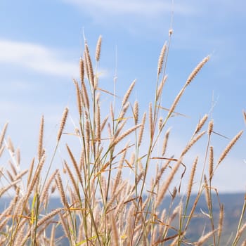 Flower of grass. Behind a clear sunny sky.