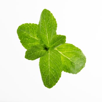 Fresh mint leaves isolated on white