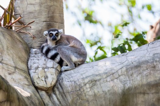 Ring-tailed Lemur (Lemur catta) sit on the tree