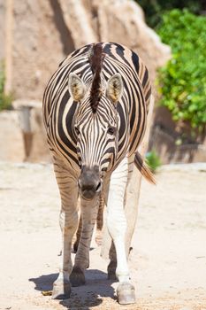 Common Zebra, science names "Equus burchellii", stand on sand ground