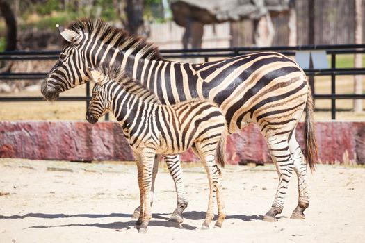 Common Zebra, science names "Equus burchellii", mom and child stand on sand ground together