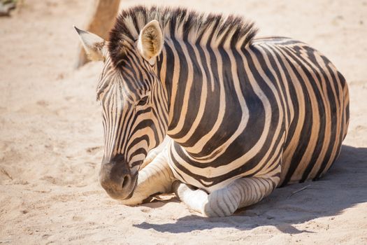 Common Zebra, science names "Equus burchellii", lay down on sand ground