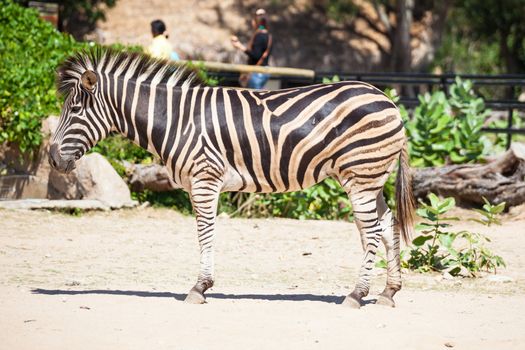 Common Zebra, science names "Equus burchellii", stand on sand ground