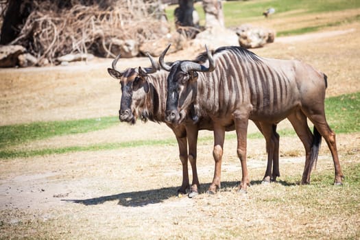 Couple of Wildebeest standing on the ground