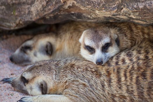 group of meerkat (Suricata suricatta) sleeping under the timber hole