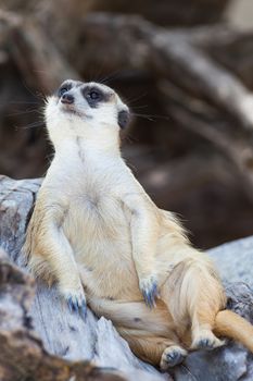 alert meerkat (Suricata suricatta) sitting and relax on tree as guard