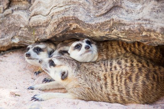 group of meerkat (Suricata suricatta) sleeping under the timber hole