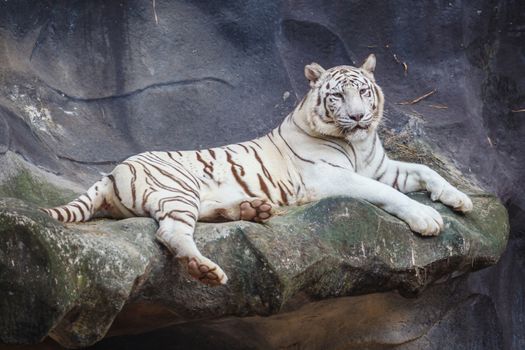 White bengal tiger, lying, relax, and watching on cliff