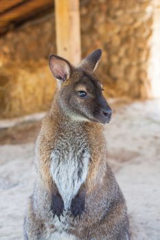 wallaby, small kangaroo