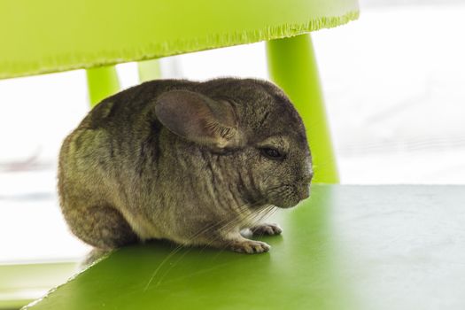 Chinchilla grey color, sitting in chair