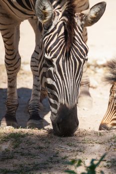 Common Zebra, science names "Equus burchellii", eating grass on sand ground