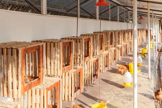 hen house farmyard, hanged on wall for chicken hatch