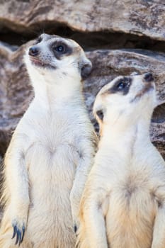 alert meerkat (Suricata suricatta) standing and looking around for safety as guard