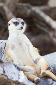 alert meerkat (Suricata suricatta) sitting and relax on tree as guard