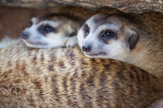 group of meerkat (Suricata suricatta) sleeping under the timber hole