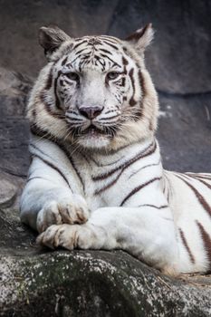 White bengal tiger, lying, relax, and watching on cliff