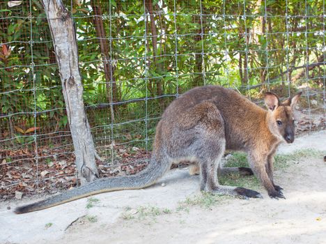 wallaby, small kangaroo