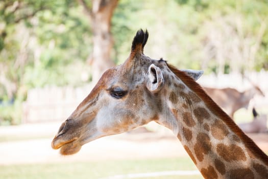 Giraffe, "Giraffa camelopardalis" close up head