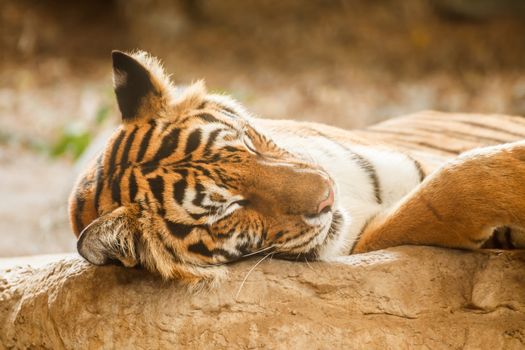 Bengal tiger is sleeping, and relax on timber under tree