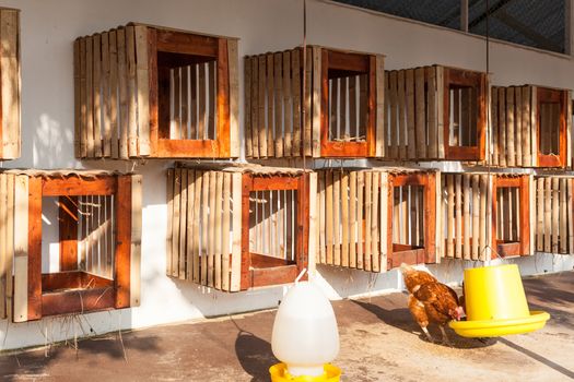 hen house farmyard, hanged on wall for chicken hatch