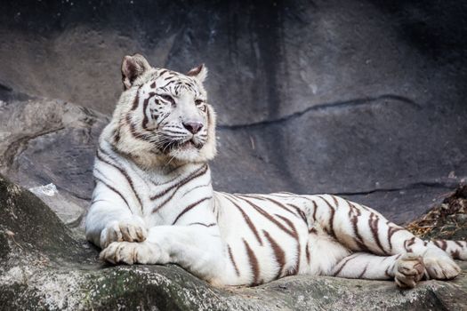 White bengal tiger, lying, relax, and watching on cliff