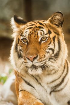 Bengal tiger, lying, relax, and watching on the ground