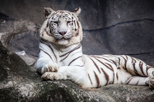 White bengal tiger, lying, relax, and watching on cliff