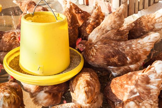 feeding hen or chicken group at hen house farmyard