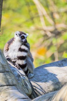 Ring-tailed Lemur (Lemur catta) sit on the tree