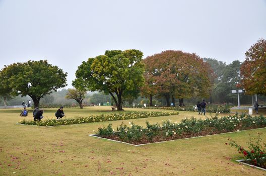 Chandigarh, India - January 4, 2015: People visit Zakir Hussain Rose Garden on January 4, 2015 in Chandigarh, India. Zakir Hussain Rose Garden, is a botanical garden with 50,000 rose-bushes of 1600 different species.