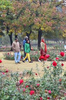 Chandigarh, India - January 4, 2015: Indian people visit Zakir Hussain Rose Garden on January 4, 2015 in Chandigarh, India. Zakir Hussain Rose Garden, is a botanical garden with 50,000 rose-bushes of 1600 different species.