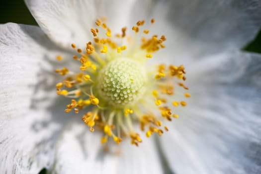 Close up of the apple tree flower.