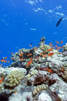 colorful coral reef with hard corals and exotic fishes at the bottom of tropical sea