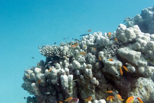 colorful coral reef in tropical sea - underwater