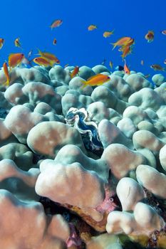 coral reef with porites corals , blue clam and exotic fishes anthias