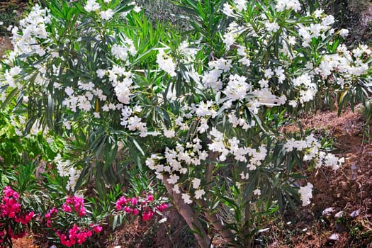 Blooming oleander with a large number of beautiful white flowers and green leaves lit by the sun.