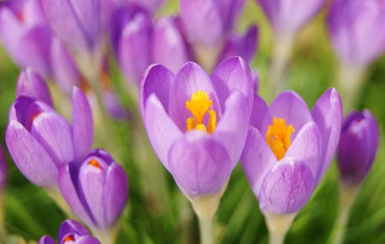 A close-up image of colourful Spring Crocus flowers.