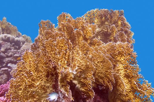 coral reef with great yellow fire coral at the bottom of tropical sea on a background of blue water