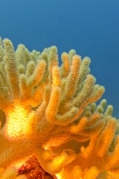 coral reef with great yellow soft coral on the bottom of tropical sea  on blue water background
