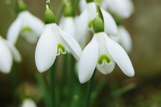 A close-up image of white Snowdrop flowers.