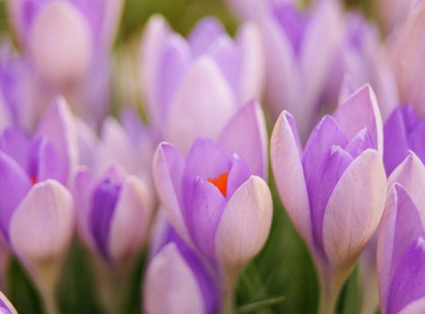 A close-up image of colourful Spring Crocus flowers.