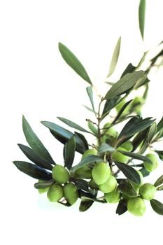 Olives on branch with leaves isolated on white background